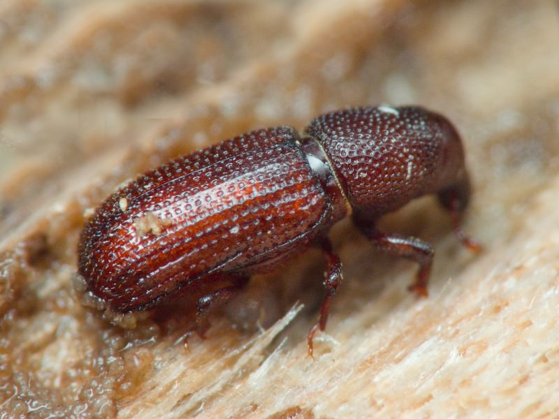 Hexarthrum exiguum (Boheman, 1838)